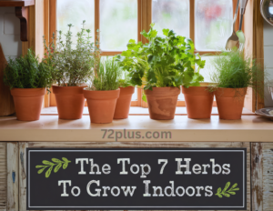 The Top 7 Herbs to Grow Indoors